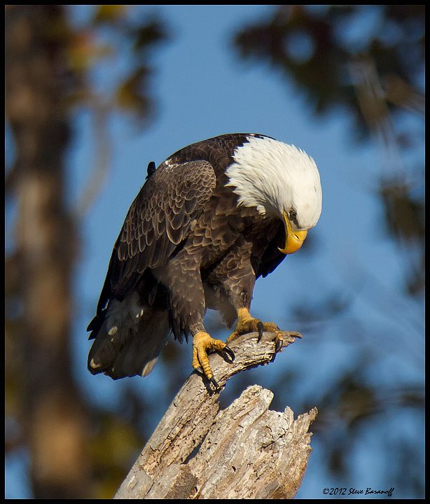 _2SB7007 bald eagle.jpg